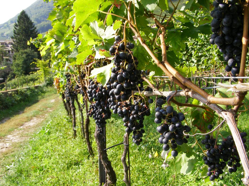 Pio XII: “Il vino è in sé stesso cosa eccellente”