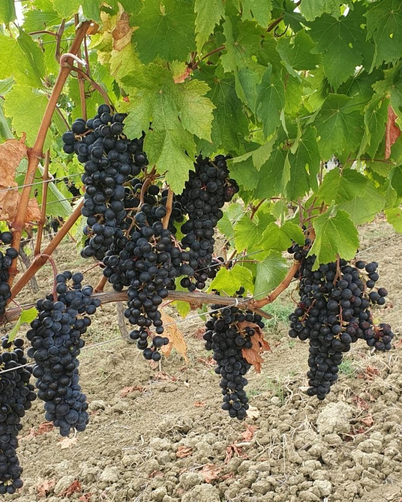 Lacrima di Morro d’Alba: un vino e i suoi produttori