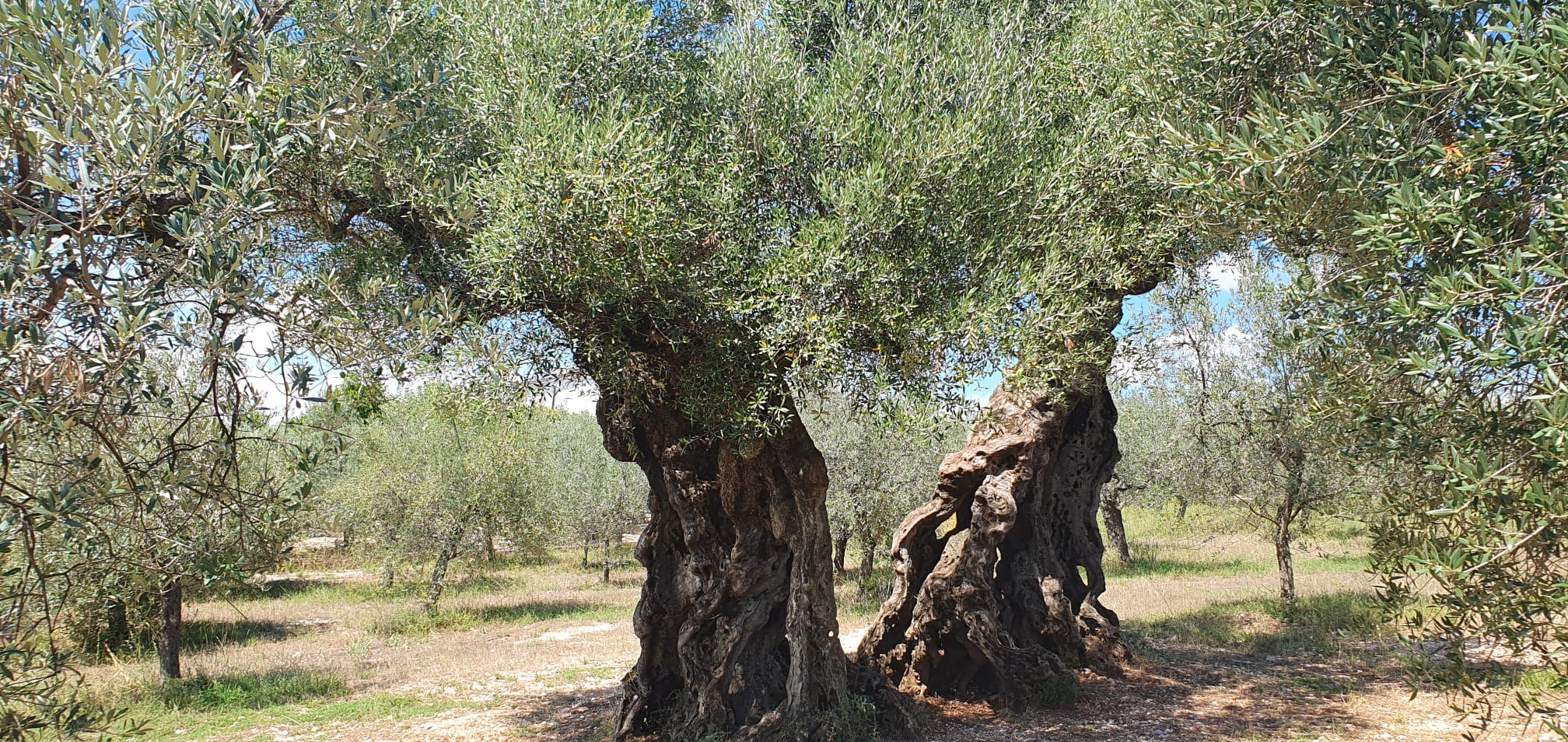 Trevi: dove gli ulivi e l’olio sono i protagonisti